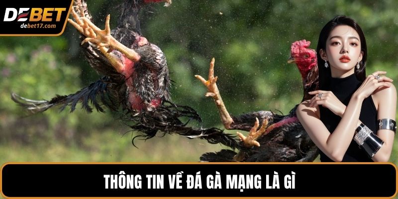 Thông tin về đá gà mạng là gì