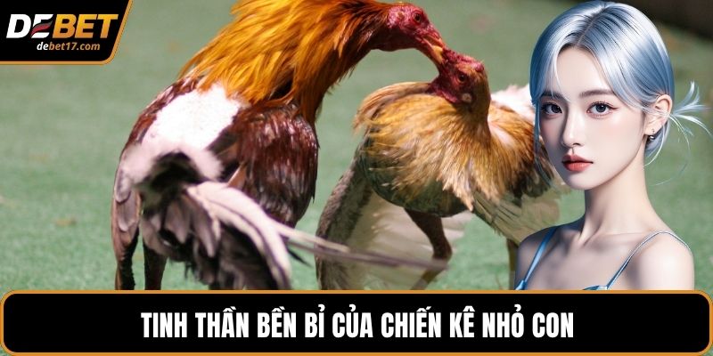 Tinh thần bền bỉ của chiến kê nhỏ con