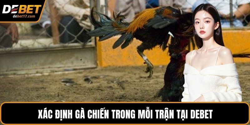 Xác định gà chiến trong mỗi trận tại DEBET